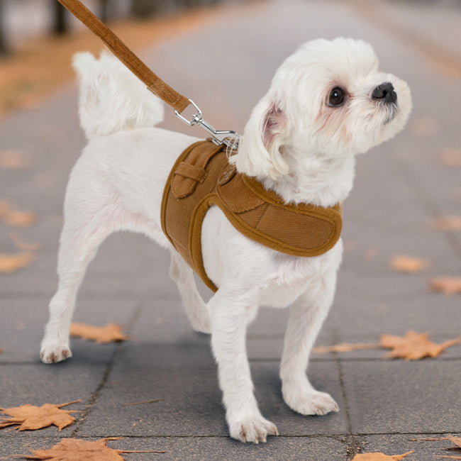 Arnés Emmie de Pinkaholic ajustado a un perro pequeño, mostrando comodidad y diseño ergonómico.