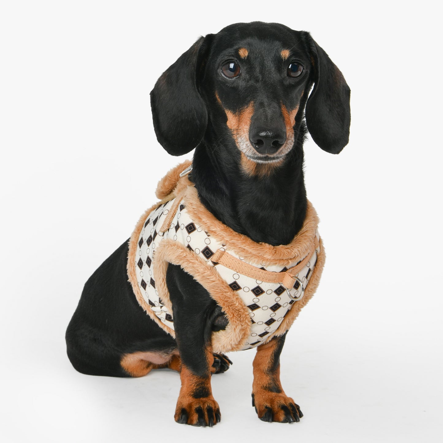 Perro con el arnés chaleco Puppia, ideal para mantener a tu mascota segura, cómoda y estilosa durante los meses fríos del año.