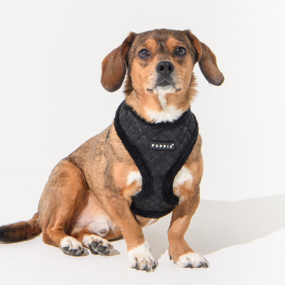Arnés Douglas Puppia en uso, mostrando cómo combina comodidad, seguridad y estilo para mantener a tu perro feliz y protegido durante sus paseos.
