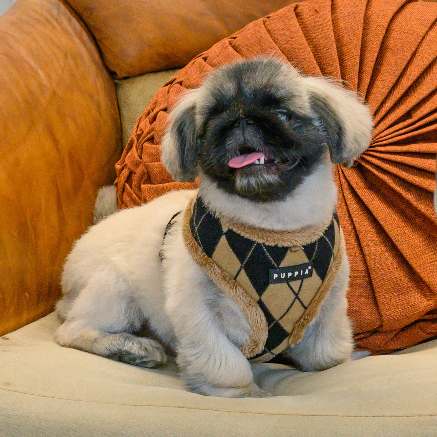 Perro usando el Arnés Jaden Puppia, mostrando su diseño ajustable y forro polar para mantenerlo cálido.