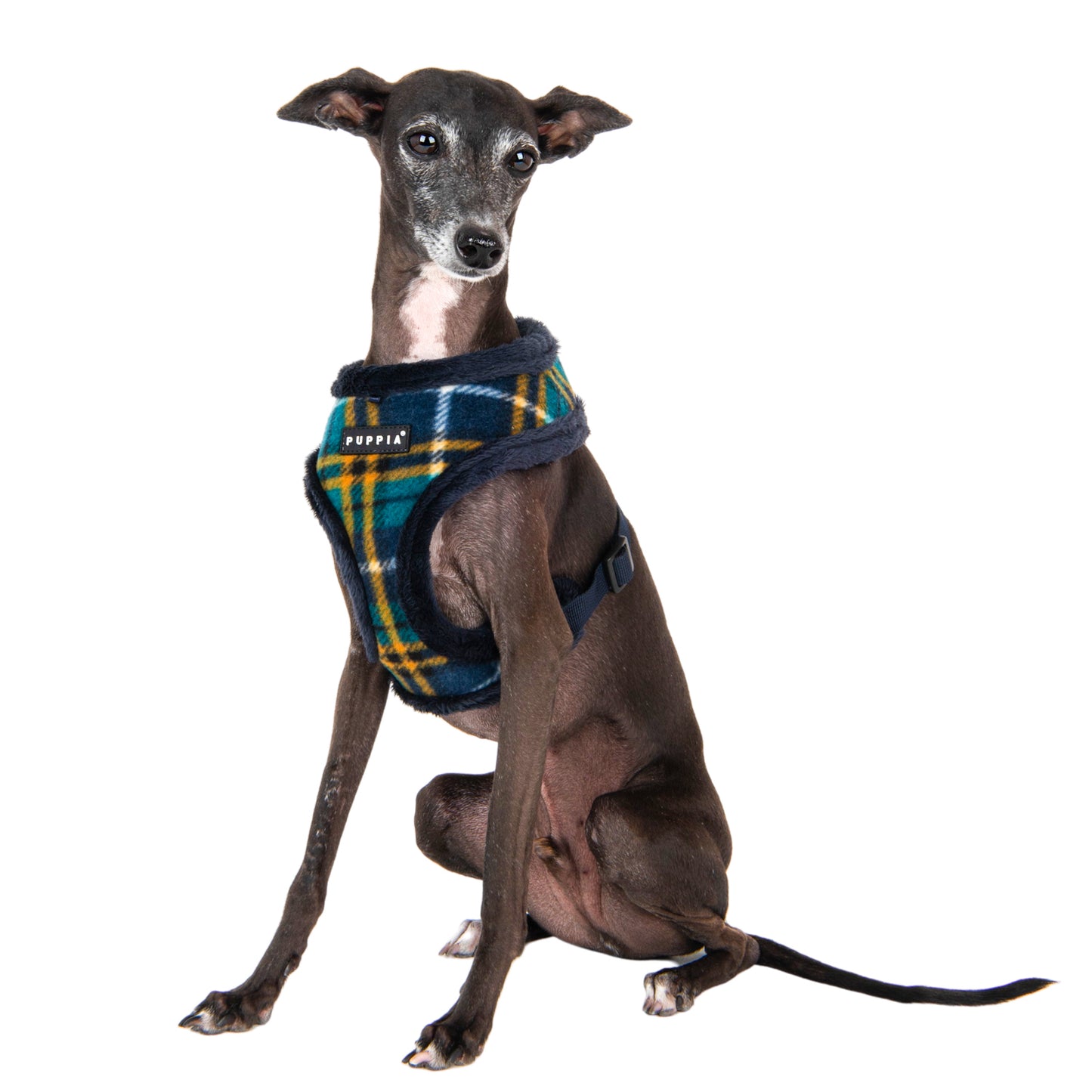 Perro usando el Arnés Norman Puppia durante un paseo de otoño, destacando su diseño elegante y la comodidad que brinda al mantenerlo abrigado.