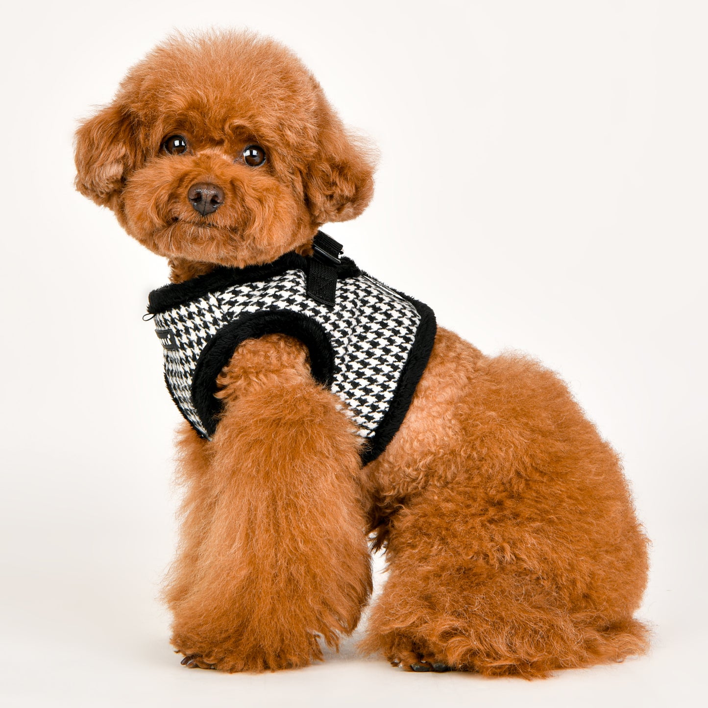 Poodle Toy usando el arnés chaleco Shepherd de Puppia, mostrando el ajuste cómodo y seguro para razas pequeñas.