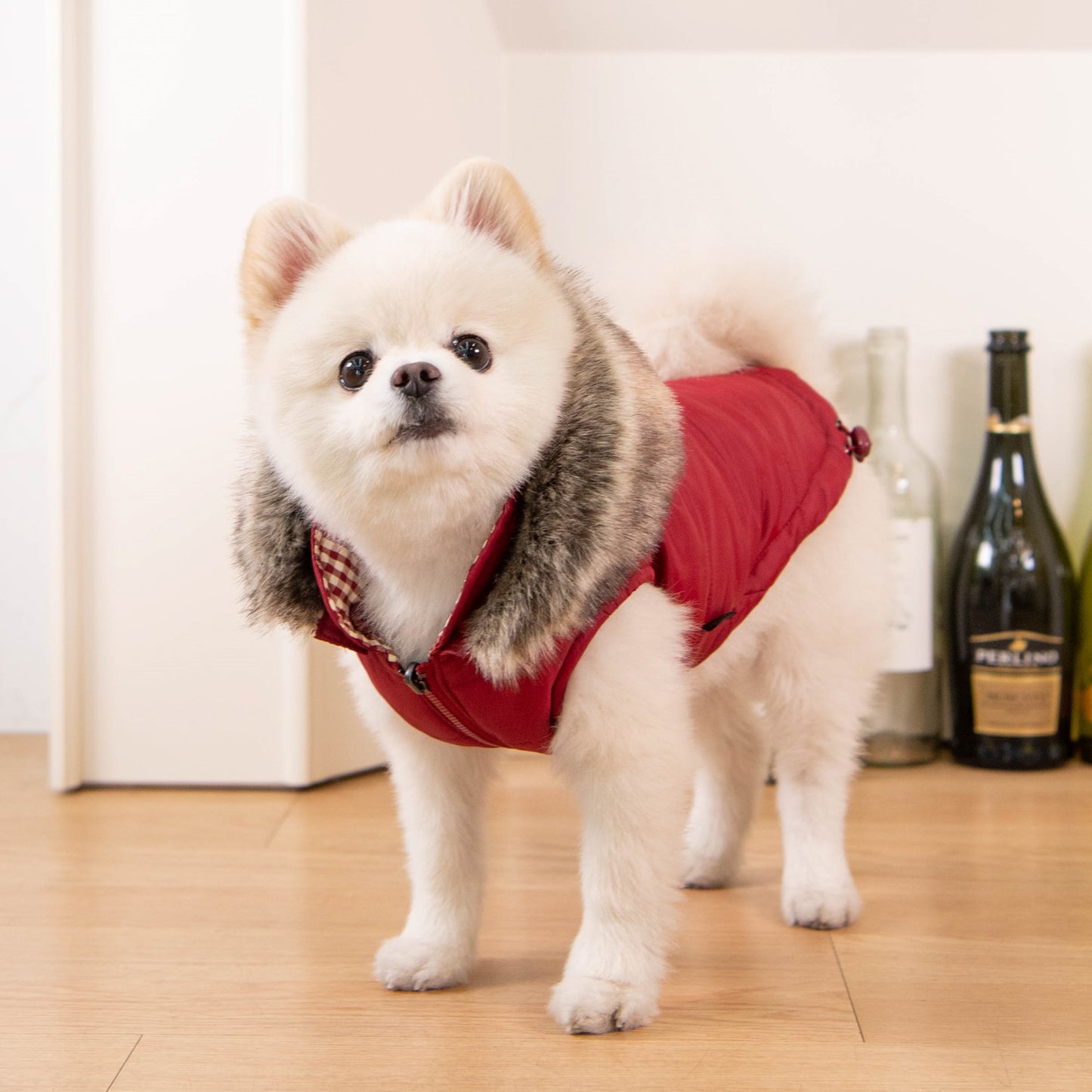 Perro pequeño con la Chaqueta Hollis de Puppia, mostrando su diseño reversible y elegante, ideal para climas fríos.
