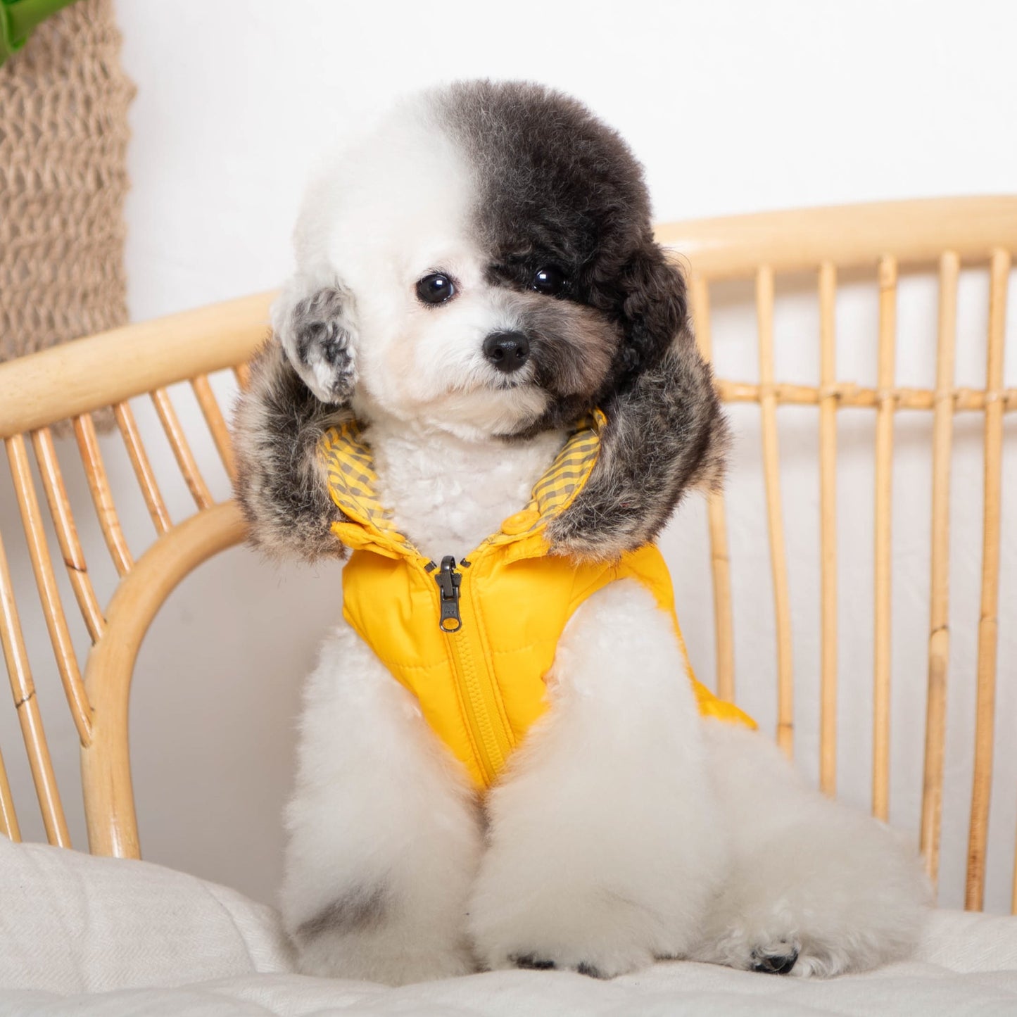 Perro con la Chaqueta Hollis de Puppia, impermeable y cómoda, con capucha desmontable y estilo moderno.