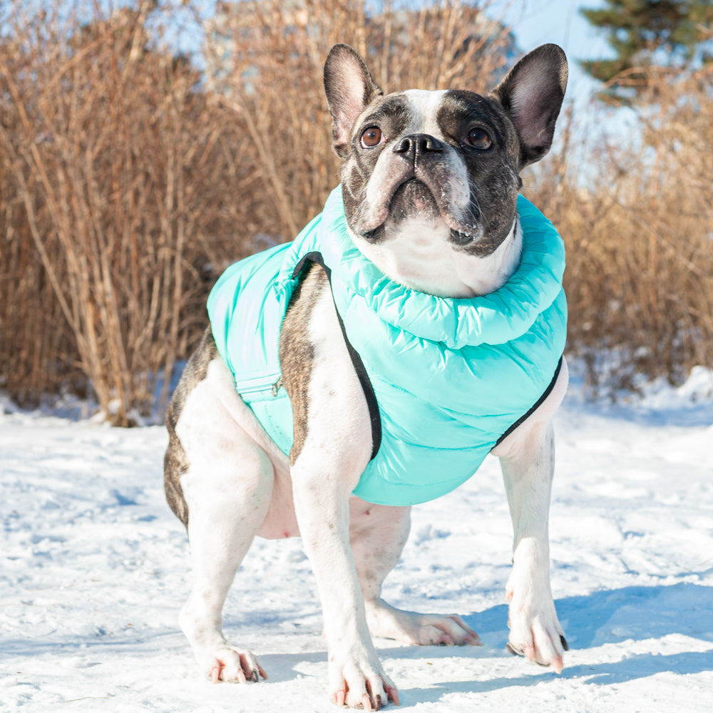 Perro mediano paseando con la Chaqueta Ultralight B Puppia, destacando su ligereza y ajuste cómodo en días fríos.