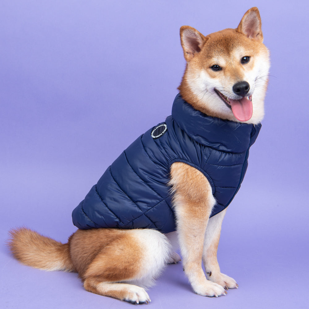 Perro de tamaño mediano usando la Chaqueta Ultralight A Puppia durante un paseo invernal. Diseño ultraligero y cómodo que no limita sus movimientos mientras mantiene el calor.