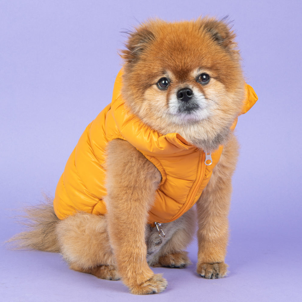 Perro activo utilizando la Chaqueta Ultralight A Puppia durante una caminata, destacando su ligereza y facilidad de movimiento sin comprometer la calidez.