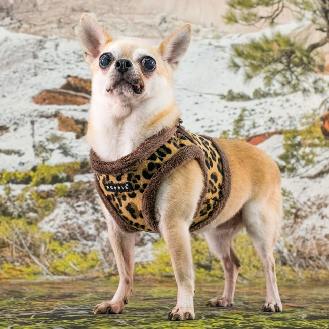 Chihuahua luciendo el arnés chaleco Wild de Puppia con estampado animal print, ideal para razas pequeñas.