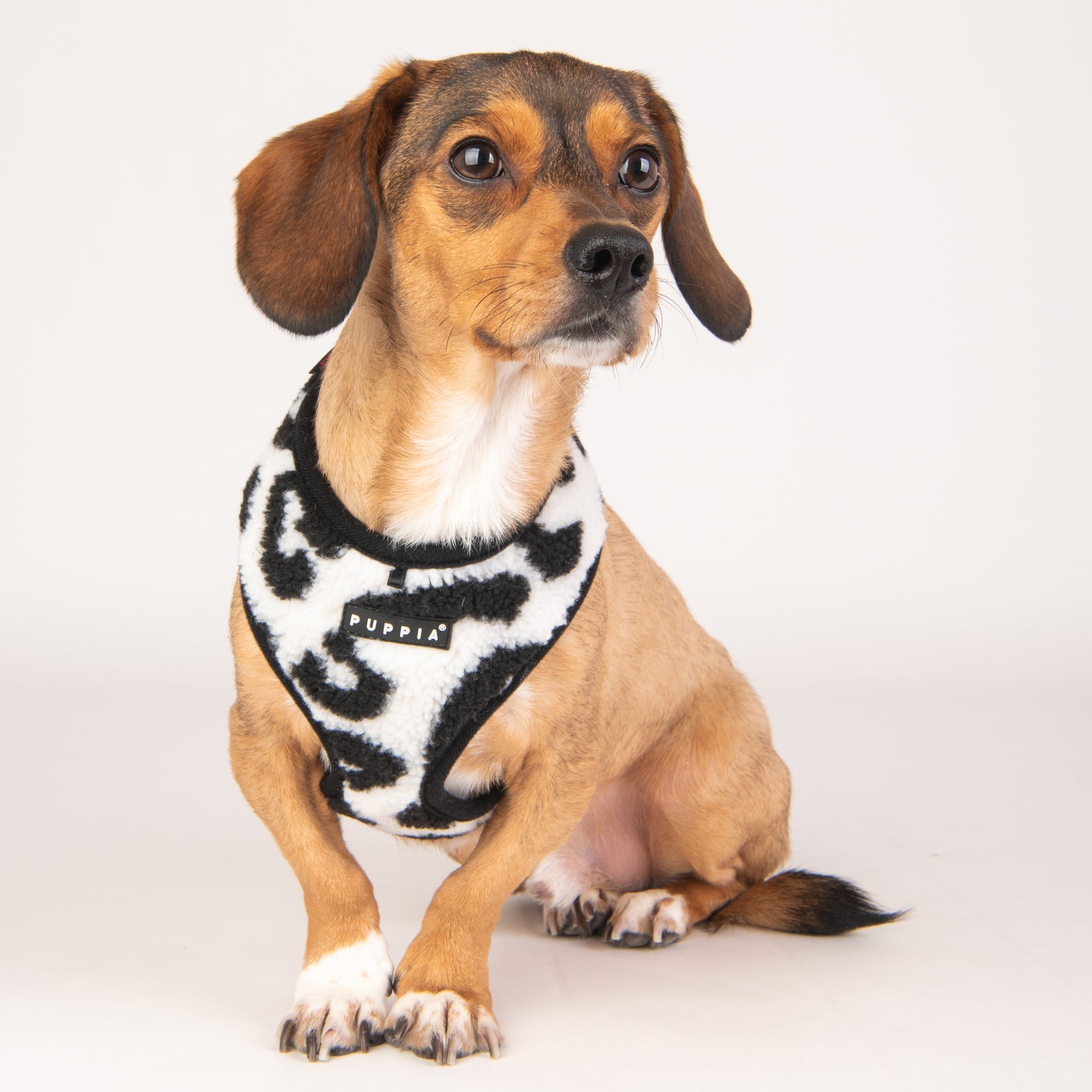 Diseño sofisticado y moderno del Arnés Serval Puppia, ideal para mantener a tu perro cálido y con estilo durante sus paseos otoñales e invernales.