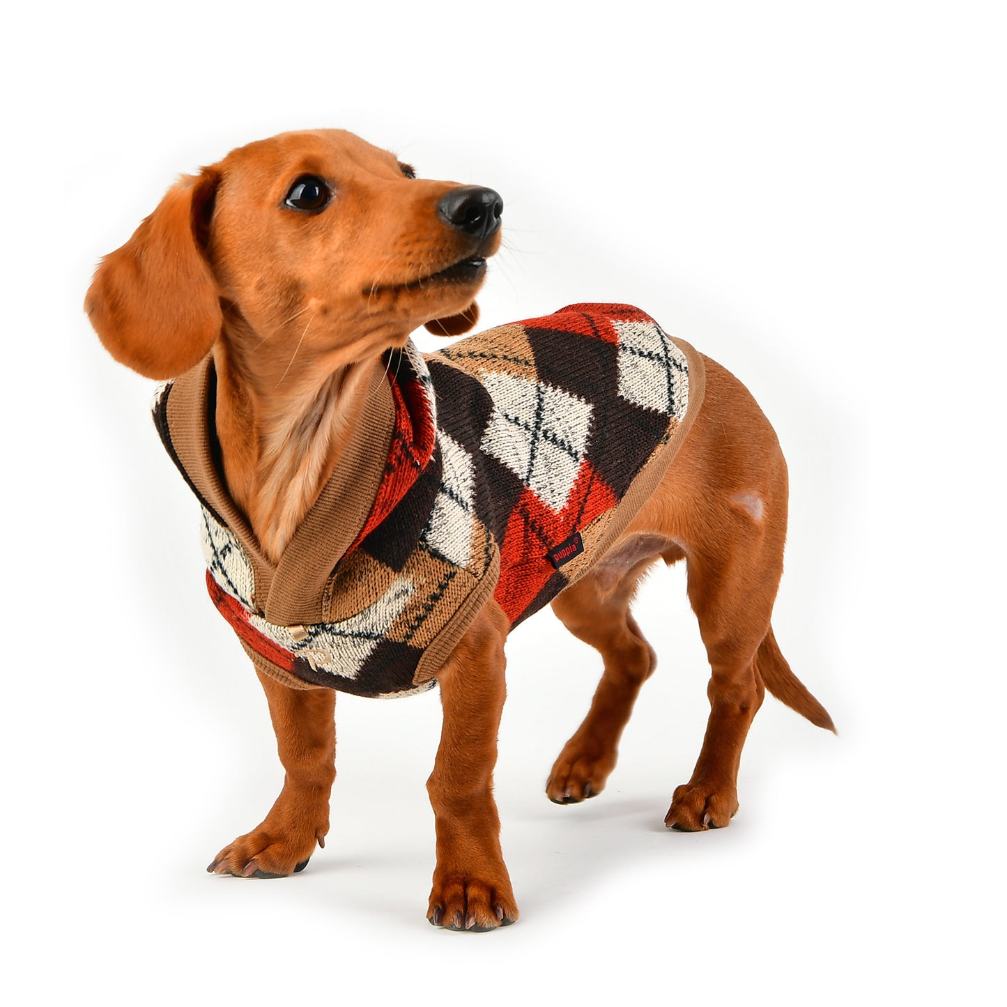 Jersey Jolly Puppia