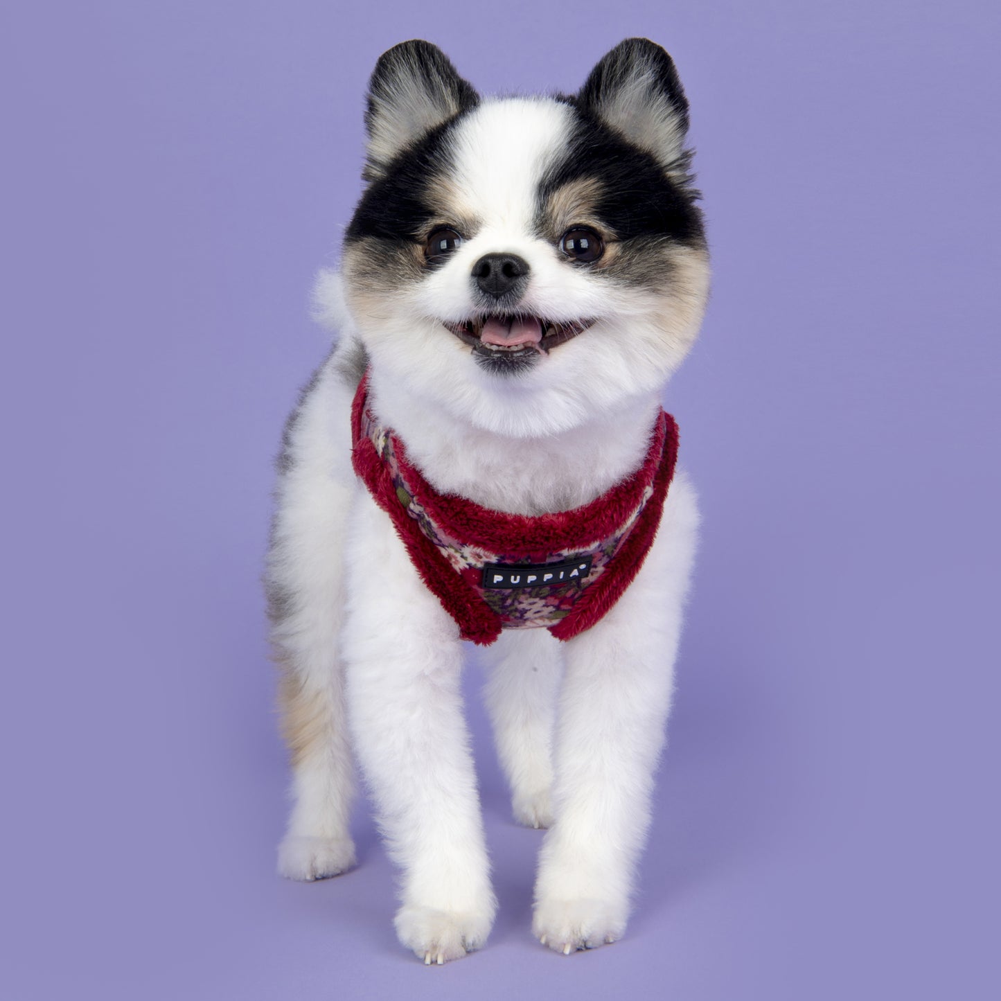 Perro usando el arnés chaleco Florent Puppia, destacando su diseño ergonómico y moderno.