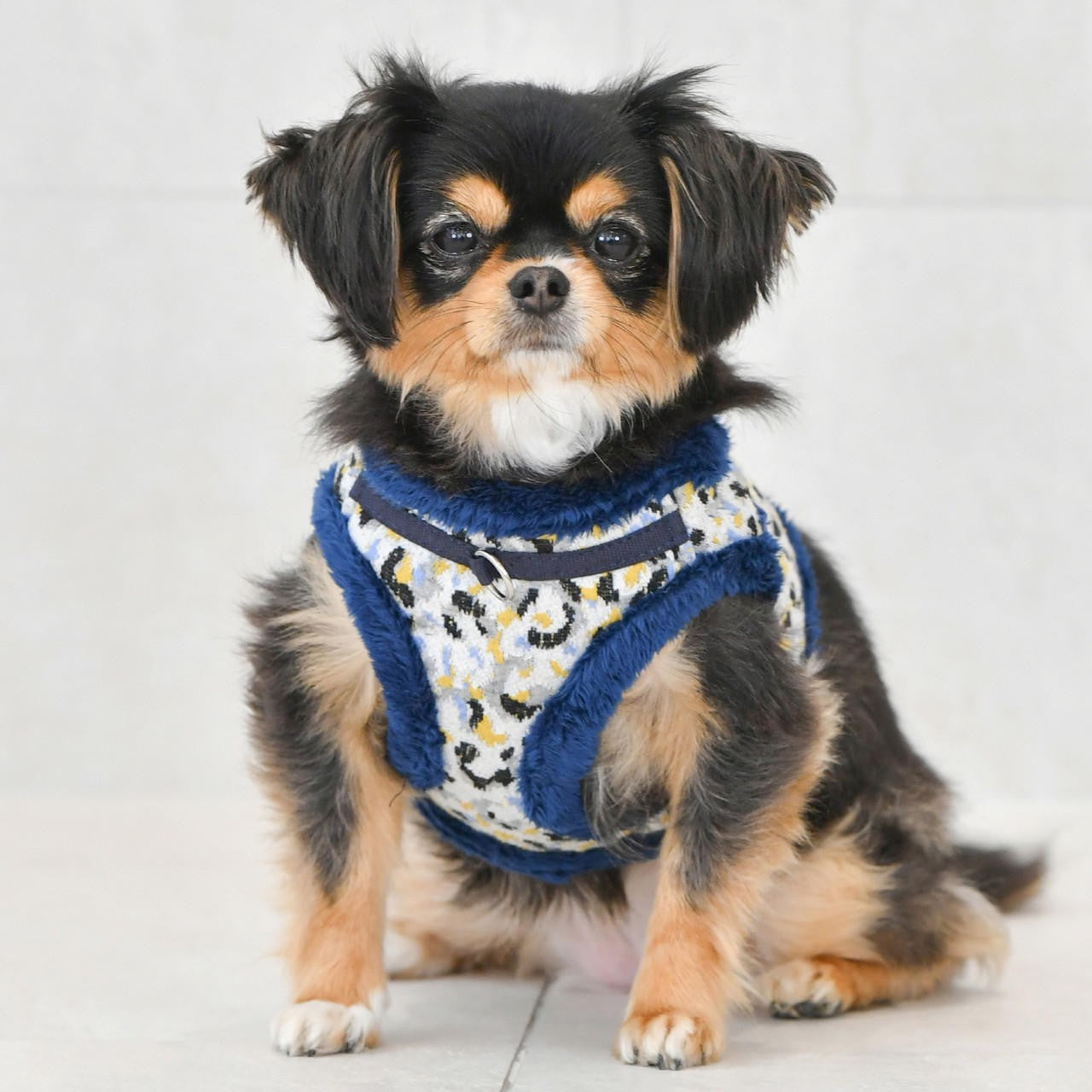 Perro raza chihuahua usando el arnés chaleco Huxley, diseñado especialmente para razas pequeñas y medianas.
