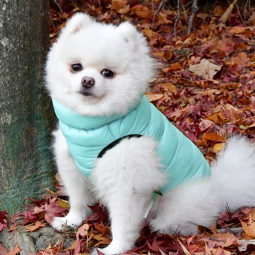 Perro pequeño disfrutando de un paseo con la Chaqueta Ultralight B Puppia, mostrando su diseño moderno y funcional.