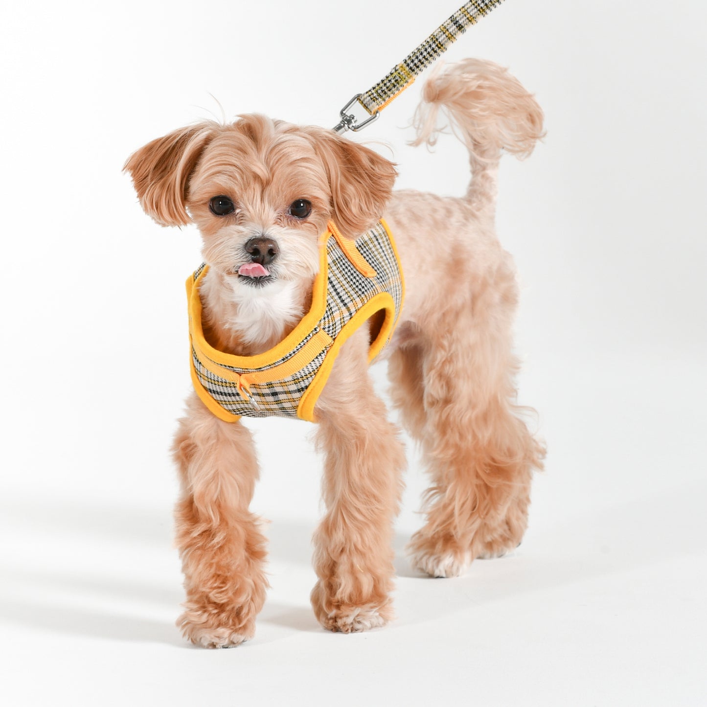 Perro pequeño usando el Arnés Chaleco Lucas Puppia. Diseño elegante, antitirones y cómodo para paseos relajados.