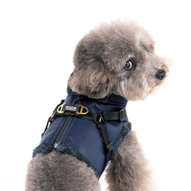 Poodle usando el arnés chaqueta Wynter de Puppia, perfecto para razas pequeñas en días fríos.