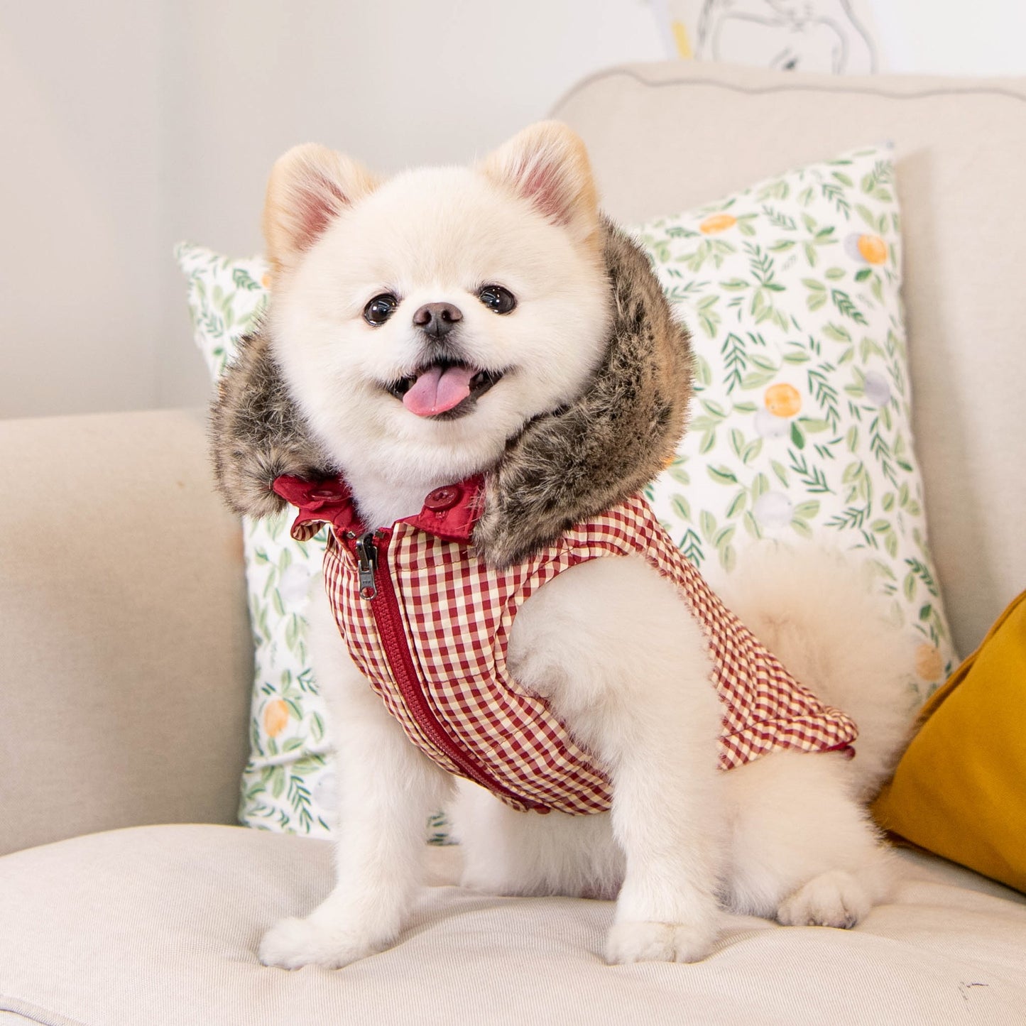Perro de raza mediana con la Chaqueta Hollis de Puppia en su versión impermeable, perfecta para proteger del viento y la lluvia.